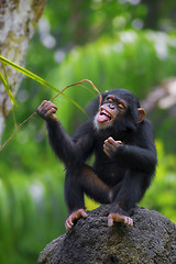 Image showing Common Chimpanzee