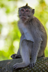 Image showing Long-tailed Macaque Monkey