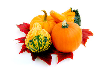 Image showing Mini pumpkins