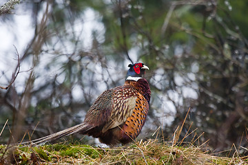 Image showing male pheasant