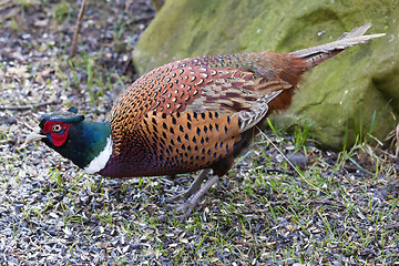 Image showing pheasant cock