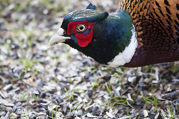 Image showing pheasant cock