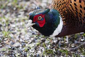 Image showing male pheasant