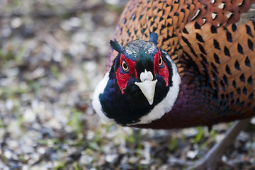 Image showing pheasant cock