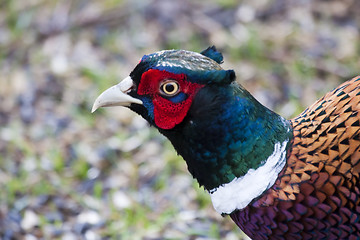 Image showing pheasant cock