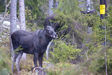 Image showing moose calf