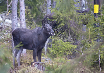 Image showing moose calf