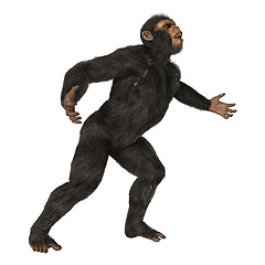 Image showing Chimpanzee