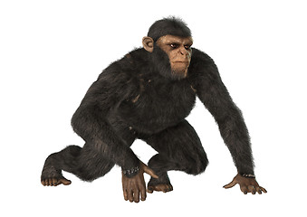 Image showing Chimpanzee