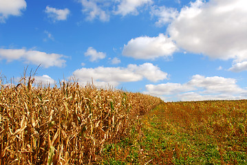 Image showing Rural landscape