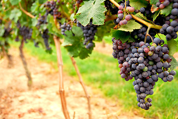 Image showing Red grapes