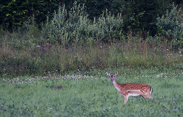 Image showing fallow deer