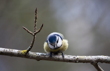 Image showing blue tit