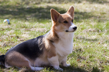 Image showing sitting dog