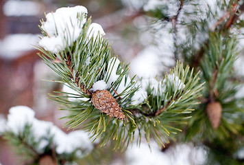 Image showing pine cone