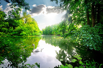 Image showing Swan on calm river