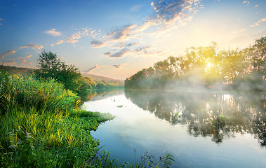 Image showing Reeds by the river