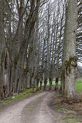 Image showing Lime tree alley of country road