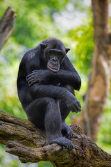 Image showing Common Chimpanzee