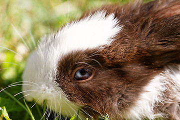 Image showing Cute bunny