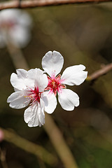 Image showing Tree flowering