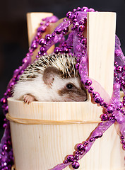 Image showing A cute little hedgehog - ( African white- bellied hedgehog )