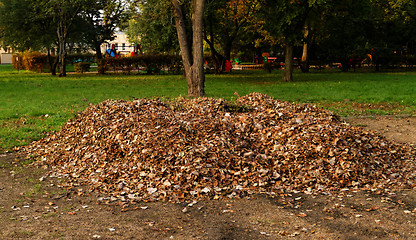 Image showing Autumn leaves