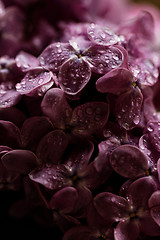 Image showing Purple lilac