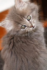 Image showing Beautiful grey kitten