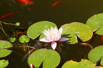 Image showing Water lily