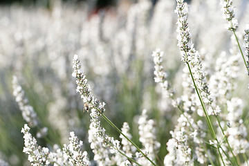 Image showing White lavender flowers