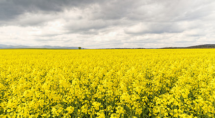 Image showing Colza field