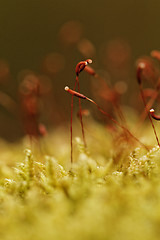 Image showing Green moss