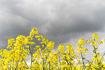 Image showing Colza field