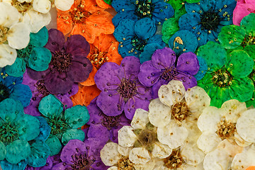 Image showing Decorative montage compilation of colorful dried spring flowers