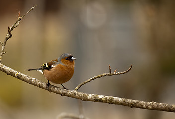 Image showing chaffinch