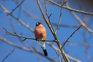 Image showing bullfinch