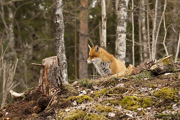 Image showing fox on hill