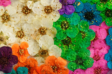 Image showing Decorative montage compilation of colorful dried spring flowers