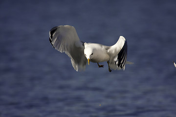 Image showing gull