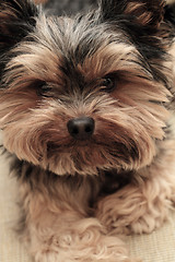 Image showing Yorkshire terrier