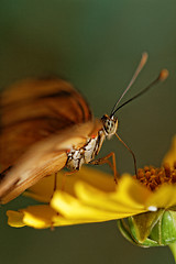 Image showing Orange butterfly