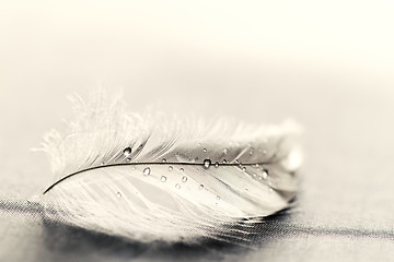 Image showing White feather with water drops