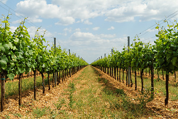 Image showing Tokay grapes