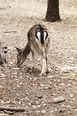 Image showing Cute deer