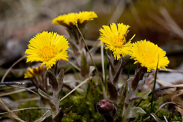 Image showing tussilago