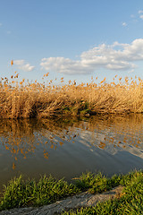 Image showing Reeds at the lake