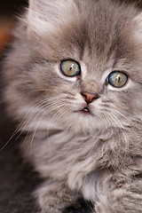 Image showing Beautiful grey kitten