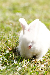 Image showing White bunny