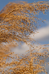 Image showing Gold grass